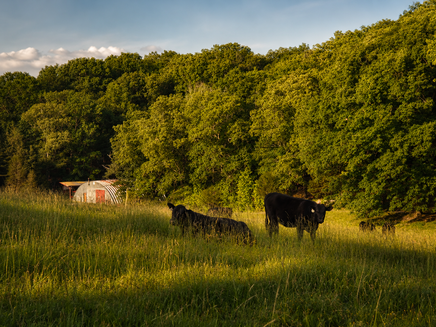 Wide pasture view with multiple Quasa cattle