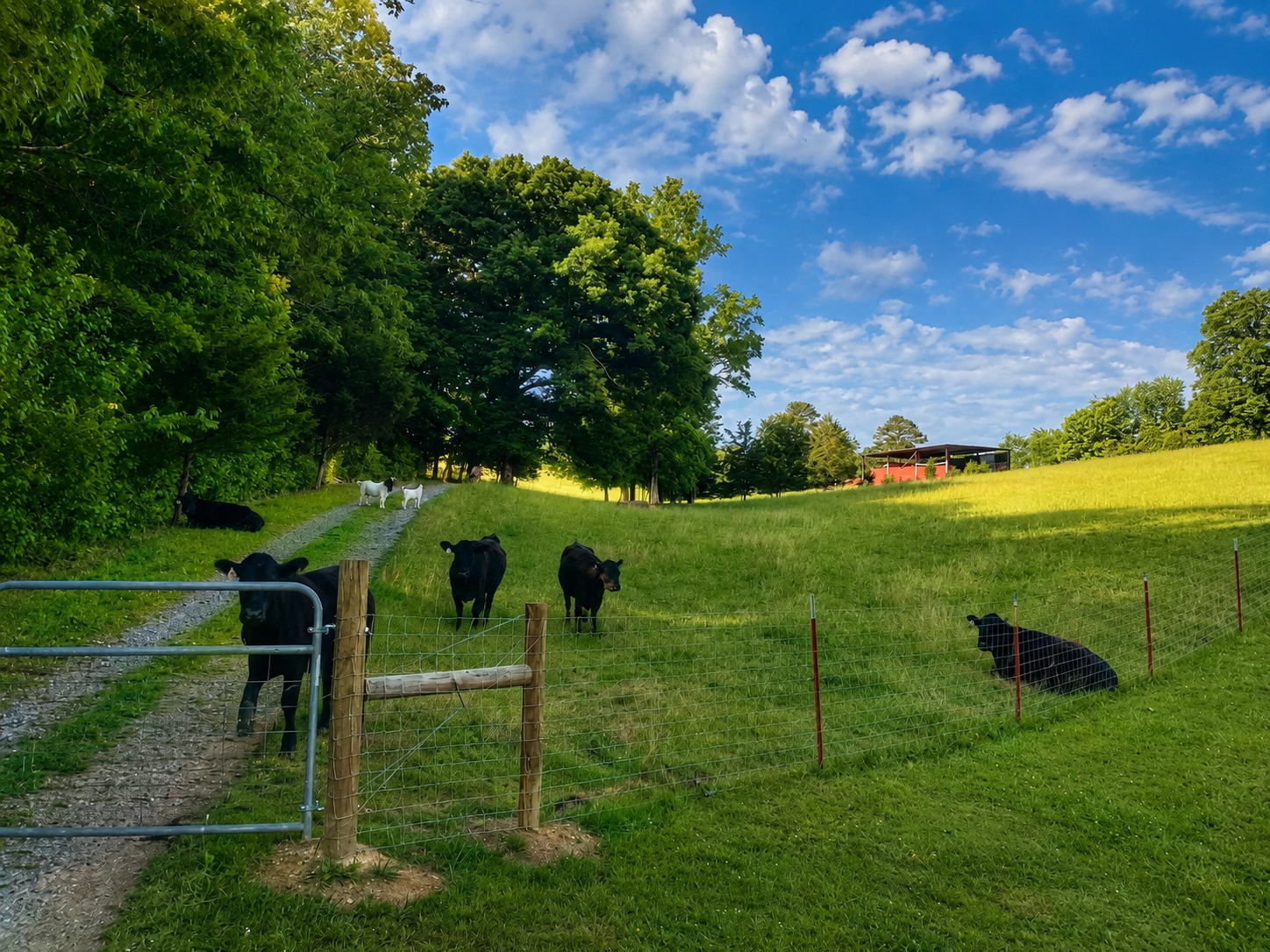 Black cattle in the pasture with goats in the background on the Quasa farm